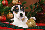 Jack Russell Terrier puppy at christmas