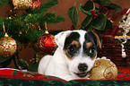 Jack Russell Terrier puppy at christmas
