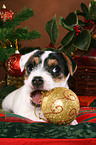 Jack Russell Terrier puppy at christmas