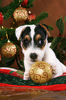 Jack Russell Terrier puppy at christmas