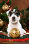 Jack Russell Terrier puppy at christmas