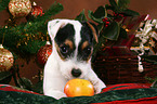 Jack Russell Terrier puppy at christmas