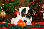 Jack Russell Terrier puppy at christmas
