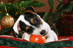 Jack Russell Terrier puppy at christmas