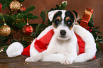 Jack Russell Terrier puppy at christmas