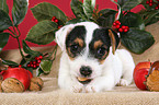 Jack Russell Terrier puppy at christmas