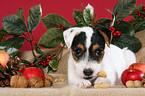 Jack Russell Terrier puppy at christmas