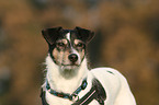 Jack Russell Terrier Portrait