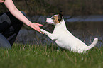 Jack Russell Terrier gives paw