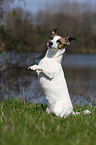 Jack Russell Terrier shows trick