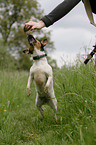 jumping Jack Russell Terrier