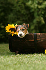 Jack Russell Terrier Puppy