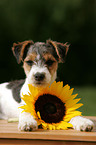 Jack Russell Terrier Puppy