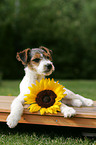 Jack Russell Terrier Puppy