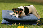 Jack Russell Terrier Puppy