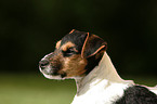 Jack Russell Terrier Puppy