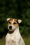 Jack Russell Terrier Portrait