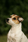 Jack Russell Terrier Portrait