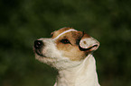 Jack Russell Terrier Portrait