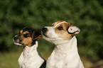 Jack Russell Terrier Portrait