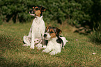 Jack Russell Terrier Puppies