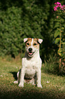 Jack Russell Terrier