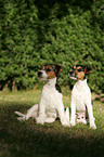 Jack Russell Terrier Puppies