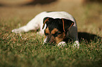 Jack Russell Terrier Puppy