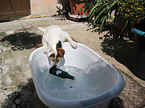 playing Jack Russell Terrier