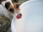 Jack Russell Terrier Portrait