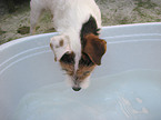 drinking Jack Russell Terrier