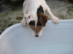 drinking Jack Russell Terrier