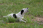 barking Jack Russell Terrier