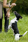 Jack Russell Terrier shows trick