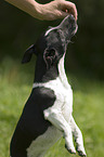 Jack Russell Terrier shows trick