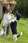 Jack Russell Terrier shows trick