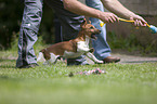 playing Jack Russell Terrier