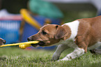 playing Jack Russell Terrier