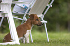 Jack Russell Terrier