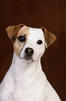 Jack Russell Terrier Portrait