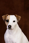 Jack Russell Terrier Portrait