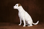 Jack Russell Terrier