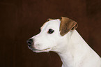 Jack Russell Terrier Portrait