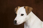 Jack Russell Terrier Portrait