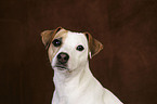 Jack Russell Terrier Portrait