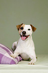 Jack Russell Terrier