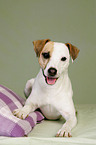 Jack Russell Terrier