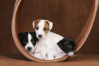 Jack Russell Terrier Puppies