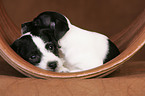 Jack Russell Terrier Puppies