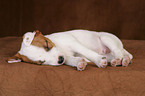 Jack Russell Terrier Puppy